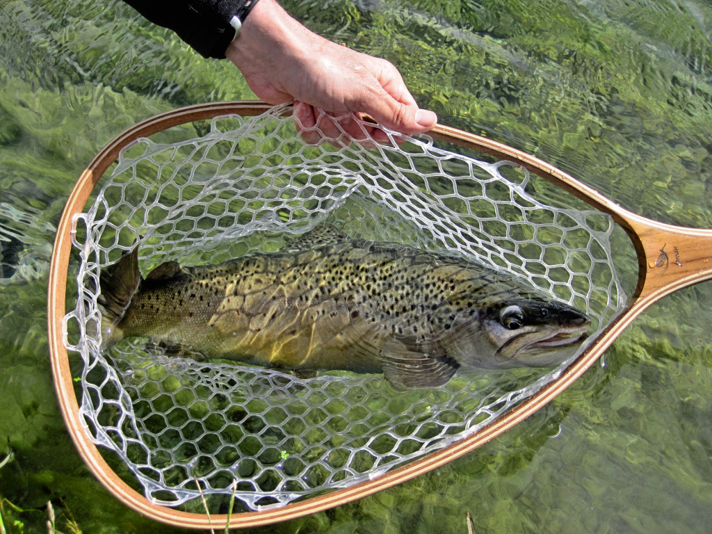 Brown in a Brodin Net